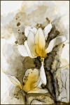 Japanese Magnolia Watercolor